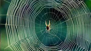 بیش از 50 گونه جدید عنکبوت در استرالیا کشف شد