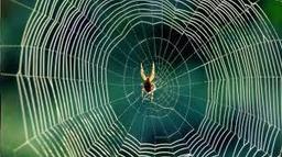 بیش از 50 گونه جدید عنکبوت در استرالیا کشف شد