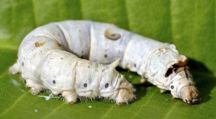 روش جدید درمان آسیب‌های گوش با کرم ابریشم توسط محققان استرالیا