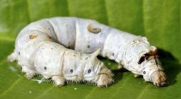 روش جدید درمان آسیب‌های گوش با کرم ابریشم توسط محققان استرالیا