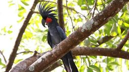 طوطی های استرالیایی...  سازنده ساز و نوازنده موسیقی!