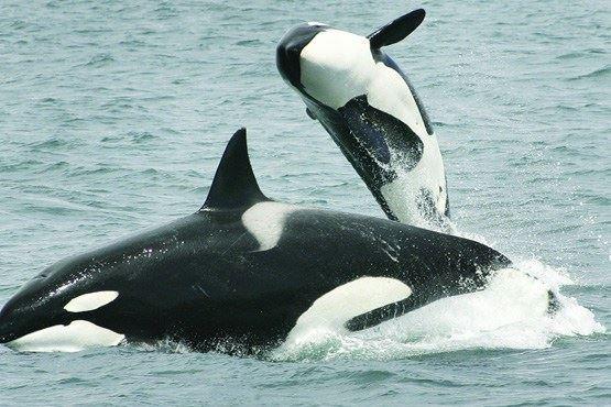 محققان استرالیا....نهنگ‌‌ها موسیقی را مانند انسان‌ می‌آموزند