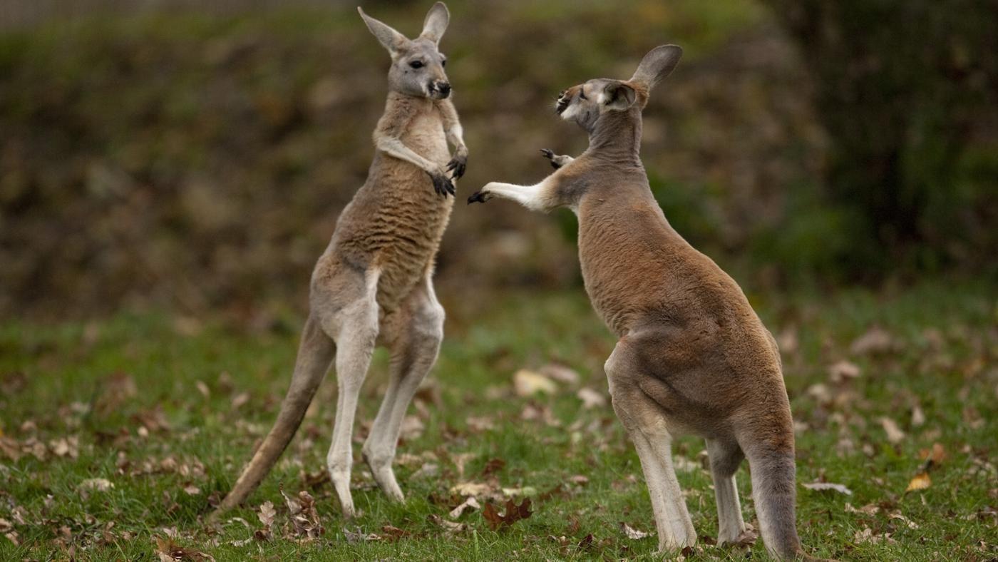 نجات کانگورو توسط کشاورز استرالیایی 