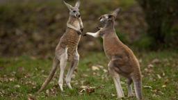 نجات کانگورو توسط کشاورز استرالیایی 