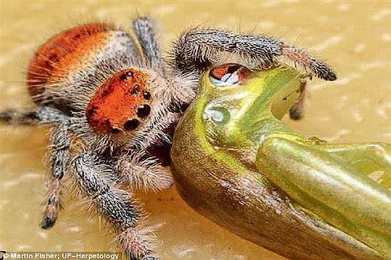 "رتیل تاسمانی استرالیا" ، جانوری که یک قورباغه را  می بلعد! 