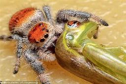 "رتیل تاسمانی استرالیا" ، جانوری که یک قورباغه را  می بلعد! 