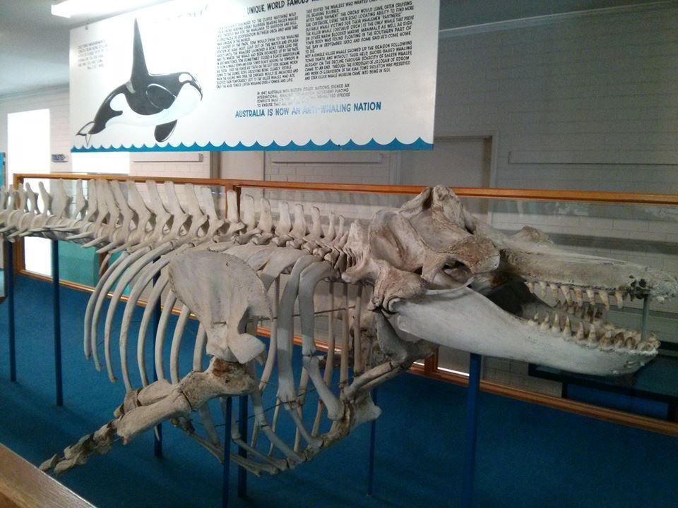 گردشگری استرالیا/ شهر ایدن...ایالت نیوساوت ولز/ موزه کیلر ویلز در شهر ایدن (Eden Killer Whale Museum)