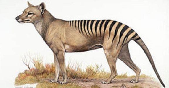 آشنایی با گرگ و یا ببر تاسمانی استرالیا