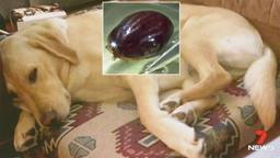 هشدار به شهروندان استرالیا..،مراقب حمله "کنه ها" به حیوانات خانگی خود باشید!