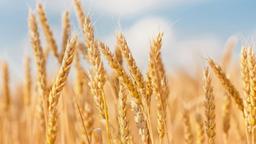 محققان استرالیا موفق به افزایش فیبر گندم تا 10 برابر شدند