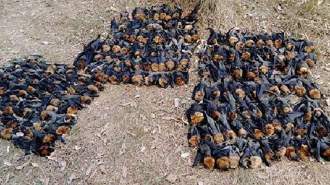 مغز خفاش‌ها در گرمای شدید استرالیا پخته شد!