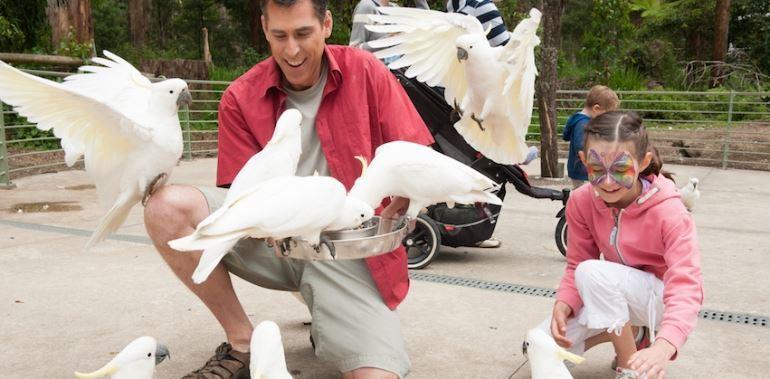 گردشگری استرالیا/ملبورن...ایالت ویکتوریا / پارک ملی دندنونگ ( Dandenong Ranges National Park )