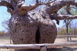 گردشگری استرالیا /پرت(شهر دربی،Derby) ...استرالیای غربی/ درخت بائوباب زندان دربی ( Boab Prison Tree, Derby )