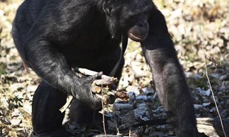 شامپانزه 'توانایی لازم برای پختن غذا را دارد'