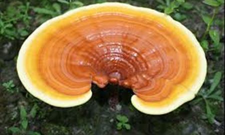 عصاره قارچی که با چاقی مبارزه می کند