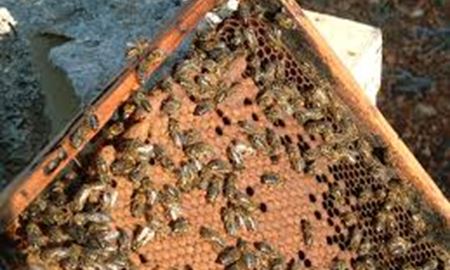 اتوبان زنبور ها در نروژ