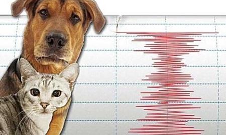 پیش بینی زلزله با کمک حیوانات