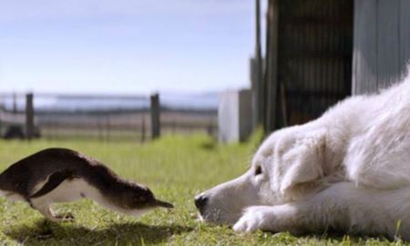 سگ‌هایی که در استرالیا از پنگوئن‌های کوچک مراقبت می‌کنند