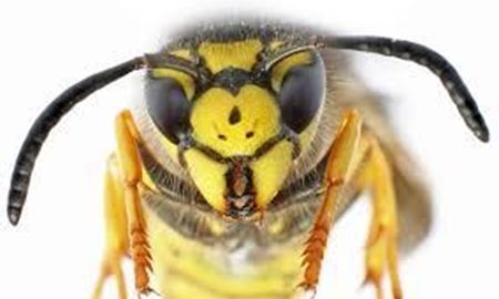 محققین استرالیایی موفق شدند دنیا را از نگاه زنبور ببینند