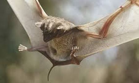 دانشمندان استرالیا ....الهام از خفاش برای ارتقاء سیستم ایمنی بدن