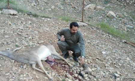 گوزن باردار و کمیاب زرد ایرانی در لرستان سنگسارشد