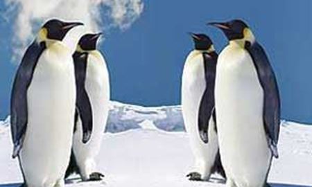 خطر جدی انقراض ، پنگوئن‌ها را تحدید میکند