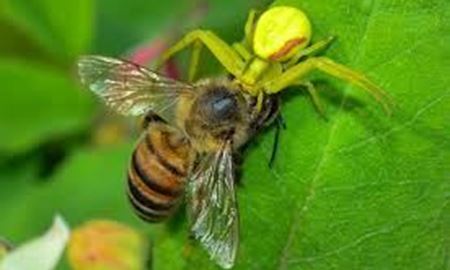 زهر کشنده عنکبوت استرالیایی ، کلید نجات زنبورهای عسل