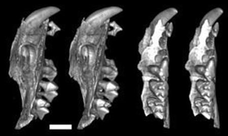  باقیمانده گروه عجیبی از کیسه‌داران حلزون‌خوار در استرالیا کشف شد