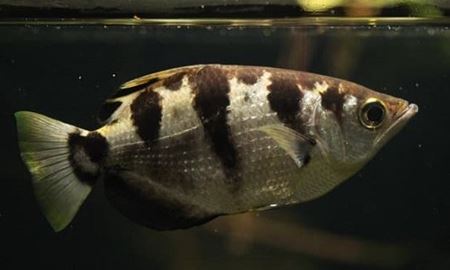 توسط محققان استرالیا و انگلیس:کشف ماهی‌های که قادر به شناسایی چهره انسان هستند