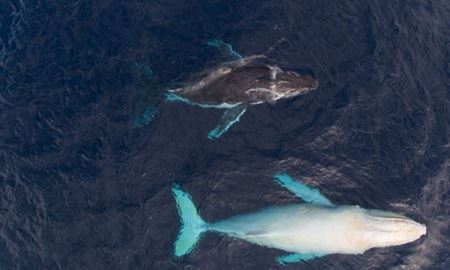 تصاویر خیره کننده ای از گونه نادر نهنگ گوژپشتِ سفید در آبهای استرالیا