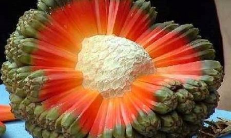  "هالا" میوه بی نظیر درخت پاندانوس تکتوریوس در استرالیا