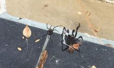 درگیری دو عنکبوت خطرناک استرالیایی با هم 