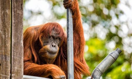 پیرترین میمون اورانگوتان جهان در استرالیا