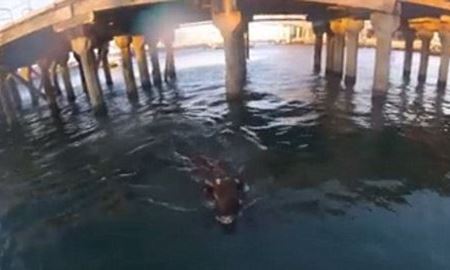  دو گاو استرالیایی برای آزادی خود به داخل دریا شیرجه زدند