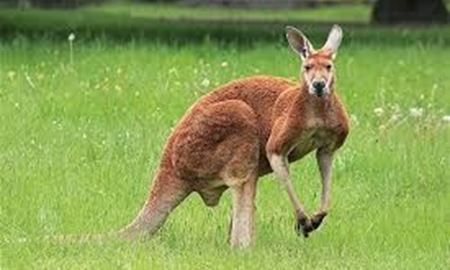 90 درصد حیوانات بومی استرالیا در هیج جای دنیا نیستند