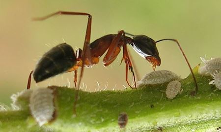  دانشمندان استرالیا و فرانسه: مورچه ها مجهز به "جی‌پی‌اس" هستند