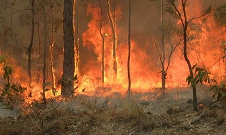 خطر افزایش آتش‌سوزی‌های جنگلی در استرالیا