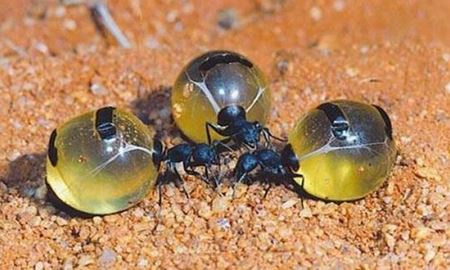 مورچه های که در استرالیا عسل تولید می کنند!!همراه با گالری تصویری
