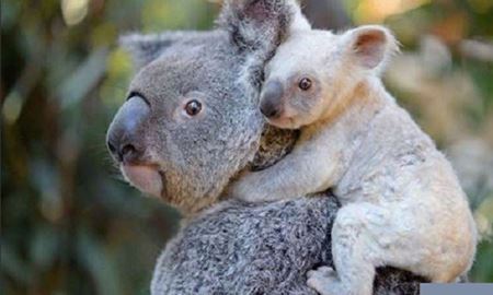  تولد یک "کوالای سفید" در باغ وحش استرالیا