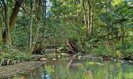 گردشگری استرالیا/سیدنی ...ایالت نیو ساوت ولز/ منطقه حفاظت شده جنگل ویان ویان ( Whian Whian State Conservation Area )