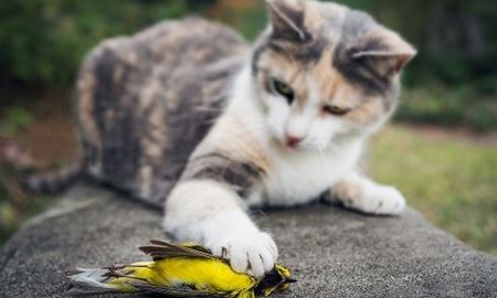 شکار بیش از یک میلیون پرنده در روز  توسط گربه ها ی استرالیا