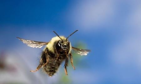 محققان استرالیا...تاثیر راست یا چپ دست بودن زنبورها در فناوری ساخت پهپادها
