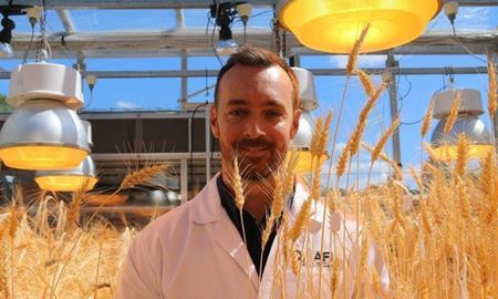 محققان استرالیا... اجرای روش "پرورش سریع گندم " و تولید 3 برابری آن