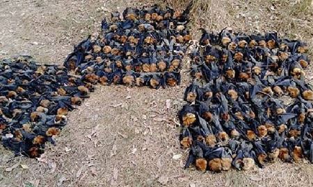مغز خفاش‌ها در گرمای شدید استرالیا پخته شد!
