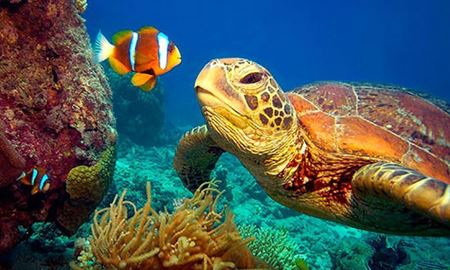 تغییر جنسیت لاک‌پشت‌های دریایی استرالیا ، بدلیل  تغییرات اقلیمی