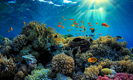 استرالیا برای ایده‌های موثر جهت حفظ دیواره بزرگ مرجانی سرمایه‌گذاری می‌کند