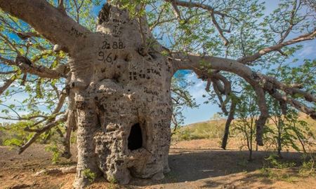 درخت 1500ساله ، "زندان و ندامتگاه برای مجرمان در استرالیا "!
