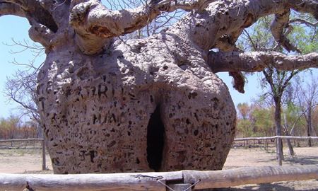 گردشگری استرالیا /پرت(شهر دربی،Derby) ...استرالیای غربی/ درخت بائوباب زندان دربی ( Boab Prison Tree, Derby )