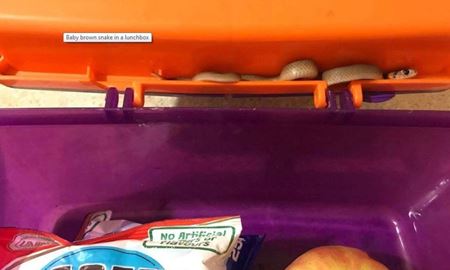  وجود مار سمی در ظرف غذای مدرسه یکی از دانش آموزان استرالیا 