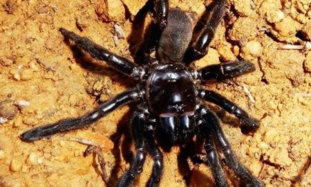 مرگ عنکبوت 43 ساله در استرالیای غربی که به نظر می رسد قدیمی ترین در جهان است